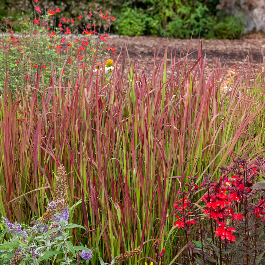 Verkauf Japanisches Blutgras 'Red Baron' - Imperata cylindrica Red Baron