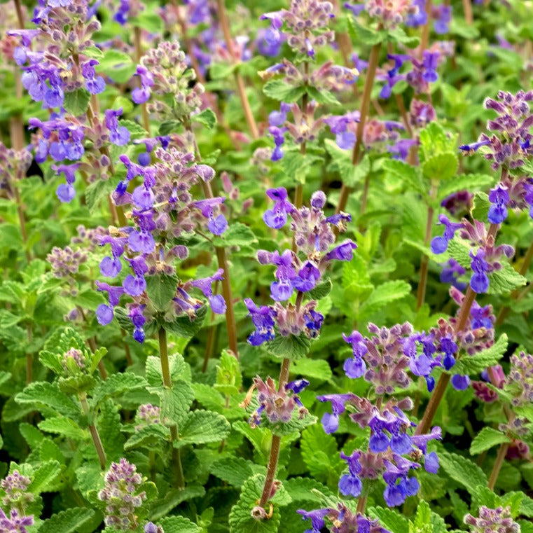 Chataires mussinii (x3) - Nepeta mussinii - Gartenpflanzen