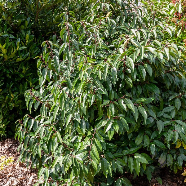 Portugiesischer Kirschlorbeer - Prunus lusitanica - Sträucher und Stauden