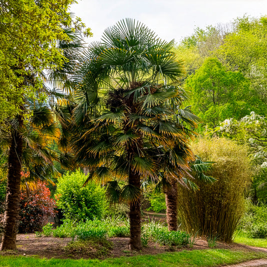 Chinesische Hanfpalme - Bakker