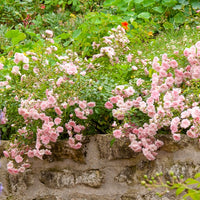 Bodendeckerrosen - Rose Rosa 'The Fairy'® - Rosa polyantha 'the fairy'