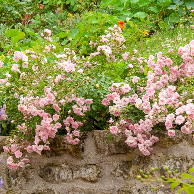 Rose Rosa 'The Fairy'® - Rosa polyantha 'the fairy' - Gartenpflanzen