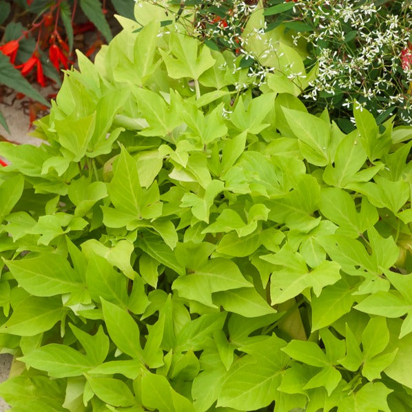 Grüne Süßkartoffel (x3) - Ipomoea batatas 'sweet caroline green' - Gartenpflanzen