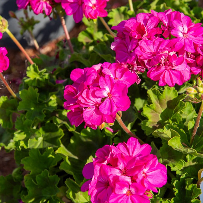 Geranie 'Dark Lilac' (x3) - Pelargonium zonale 'dark lilac' - Terrasse balkon