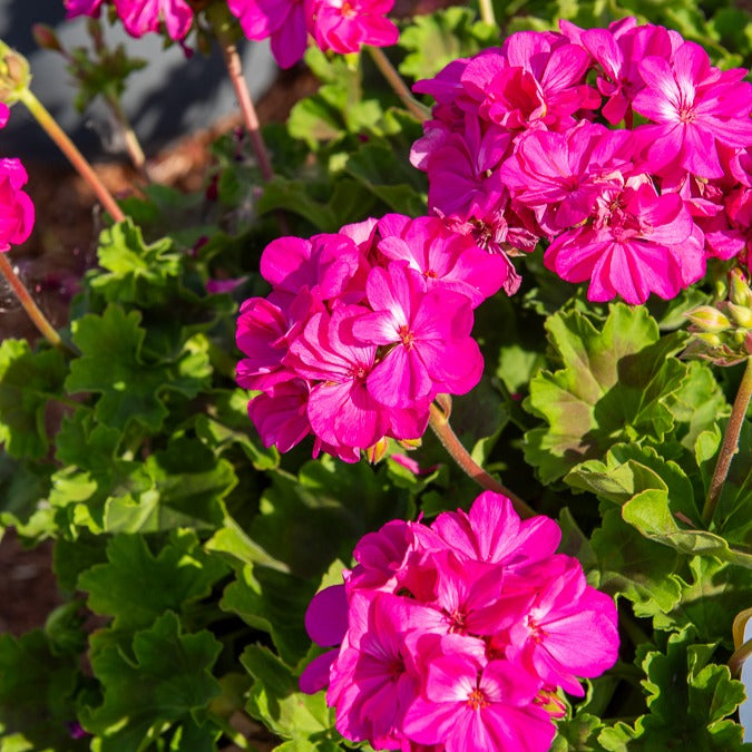 Geranien - Pelargonien - Beetgeranien (rot, weiß, Dark Lilac) (x6) - Pelargonium zonale