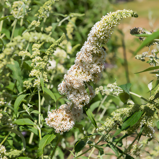 Schmetterlingsflieder Buddleja 'White Profusion' - Bakker