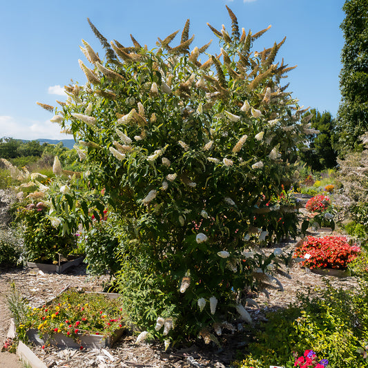 Schmetterlingsflieder Buddleja 'White Profusion' - Bakker