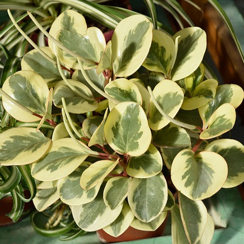 Zweifarbige Peperomie Obtipan - Peperomia obtusifolia Obtipan Bicolor - Zimmerpflanzen