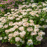 Hortensie Doppio Bianco - Bakker
