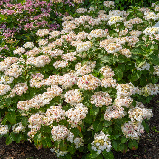 Hortensie Doppio Bianco - Bakker