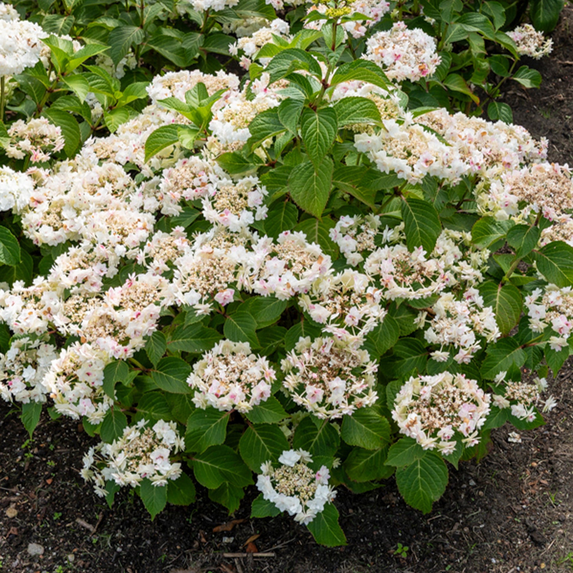 Hydrangea Doppio Bianco - Hortensie Doppio Bianco - Hortensien