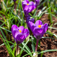 Verkauf Krokus 'Flower Record' (x15)