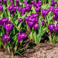 Verkauf Krokus 'Flower Record' (x15) - Crocus vernus flower record