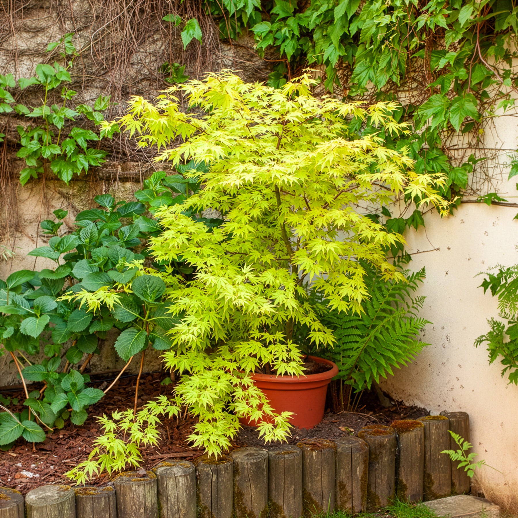 Fächerahorn 'Orange Dream' - Acer palmatum orange dream