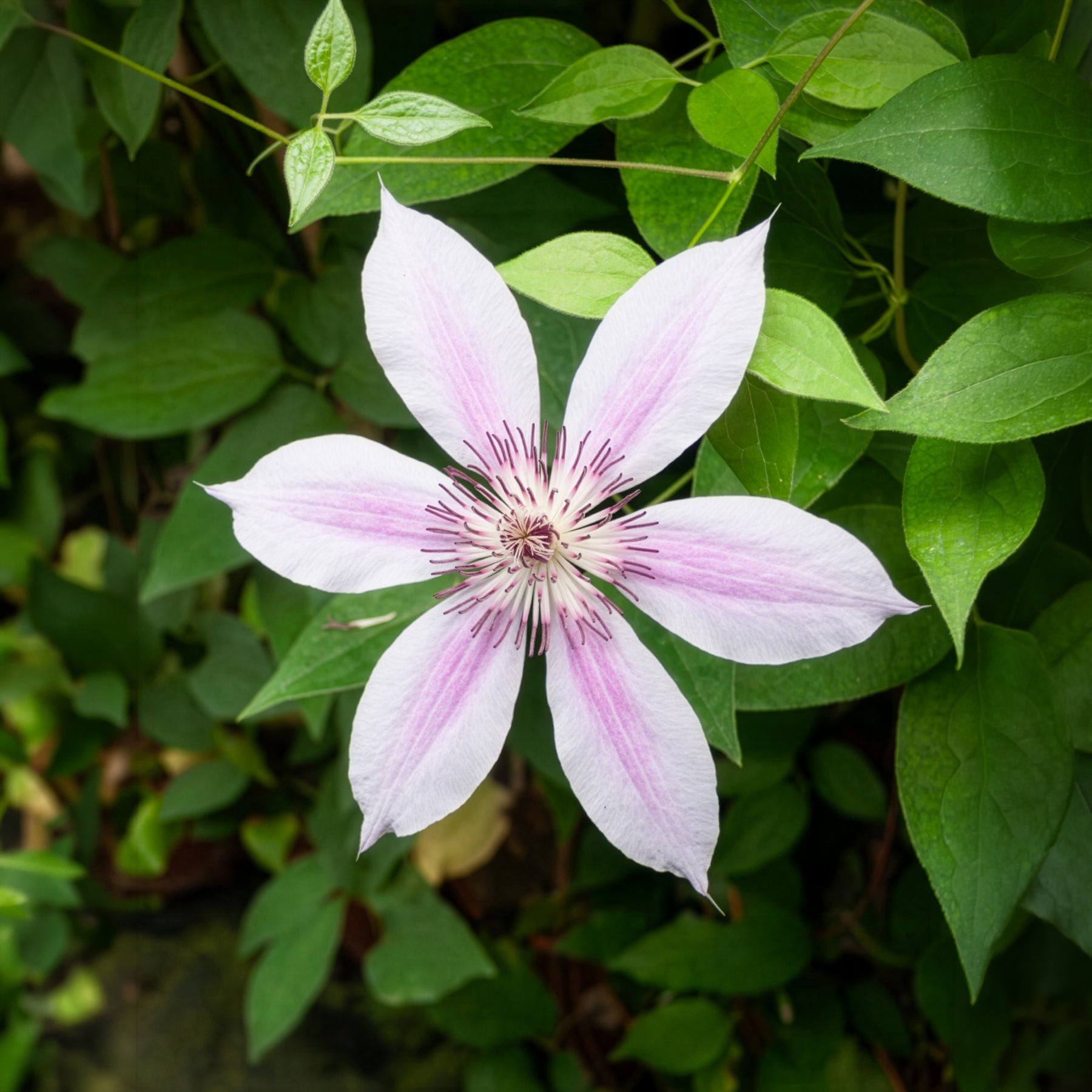 Clematis 'nelly moser' - Waldrebe 'Nelly Moser' - Clematis
