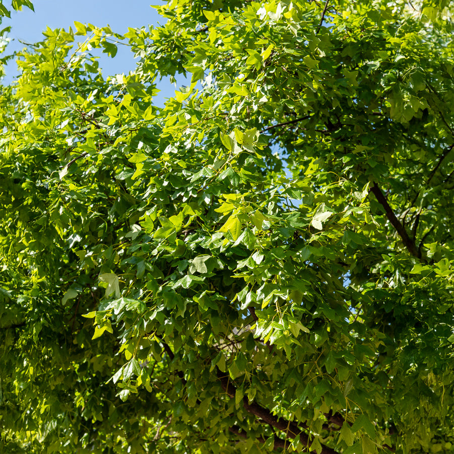 Montpellier-Ahorn - Acer monspessulanum - Bakker