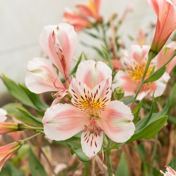 Inkalilie - Alstroemeria Herzog von Anjou Jean - Alstroemeria Duc d'Anjou Jean - Bakker