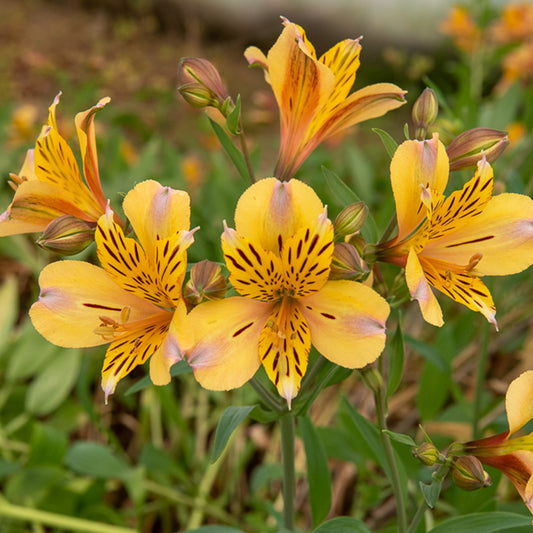 Inkalilie - Alstroemeria Herzog von Anjou Nicolas - Bakker