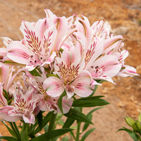 Inkalilie - Alstroemeria Herzog von Anjou Béatrice - Alstroemeria Duchesse d'Anjou Béatrice - Bakker