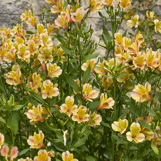 Inkalilie - Alstroemeria Majestic Layon - Bakker