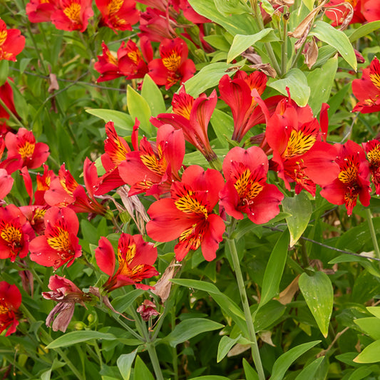 Inkalilie - Alstroemeria Majestic Liré - Bakker