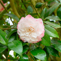 Japanische Kamelie Nuccios Pearl - Camellia japonica Nuccio's Pearl - Bakker