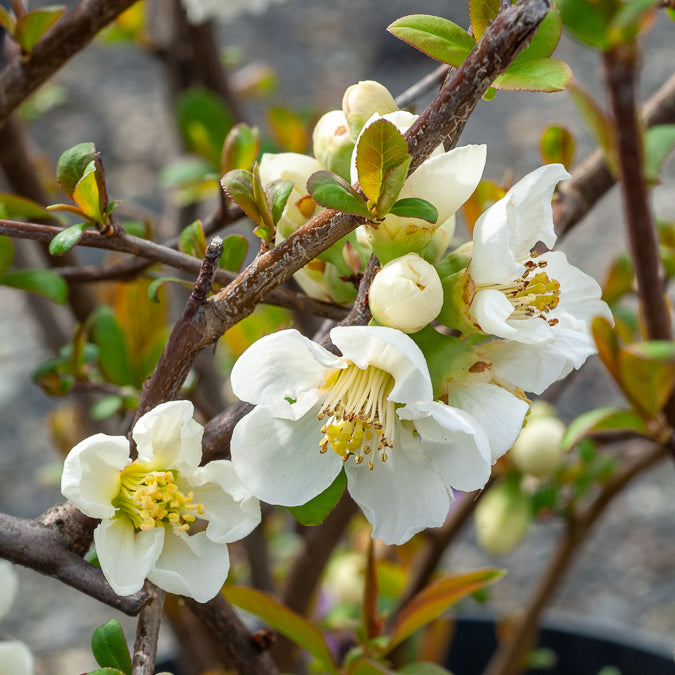 Japanische Quitte Nivalis - Chaenomeles speciosa Nivalis - Bakker