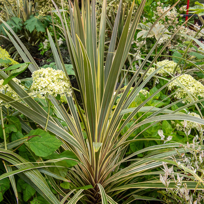 Australische Keulenlilie Torbay Dazzler® - Cordyline australis Torbay Dazzler - Bakker