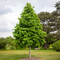 Byzantinischer Haselnussstrauch - Corylus colurna - Bakker