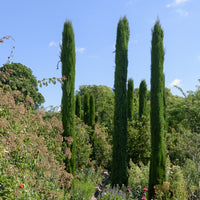 Cupressus sempervirens Stricta - Italienische Zypresse Stricta - Nadelbäume