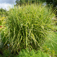 Chinaschilf Zebrinus Zebra-Eulalie - Miscanthus sinensis zebrinus - Bakker