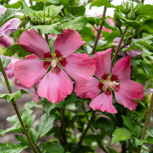 Hibiskus Woodbridge - Bakker