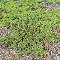 Gemeiner Wacholder Green Carpet - Juniperus communis Green Carpet - Bakker