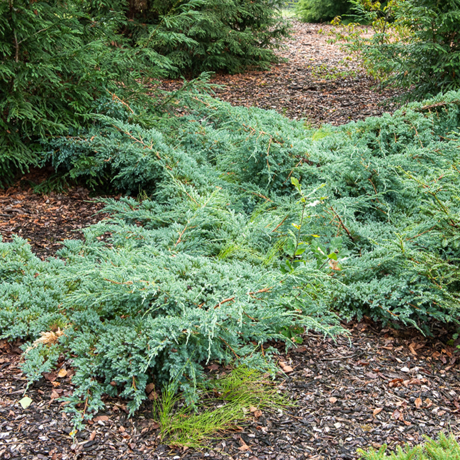 Blauer Kriech-Wacholder Blue Carpet - Bakker