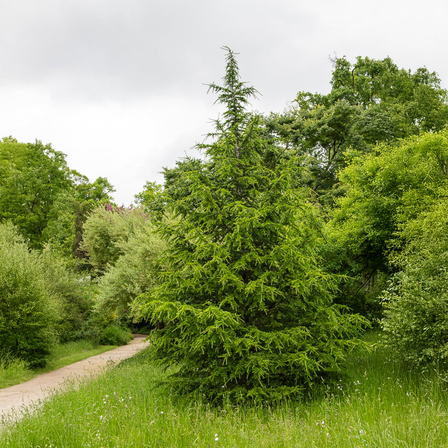 Europäische Lärche - Larix decidua - Bakker