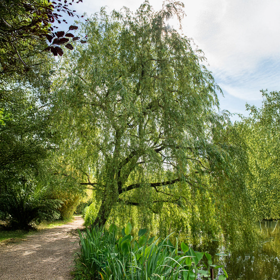 Weide - Salix - Trauerweide - Salix babylonica