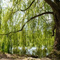 Trauerweide - Salix babylonica - Bakker