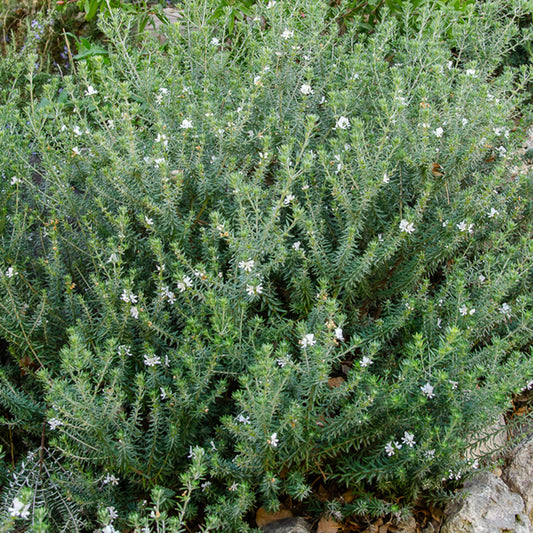 Australischer Rosmarin - Bakker