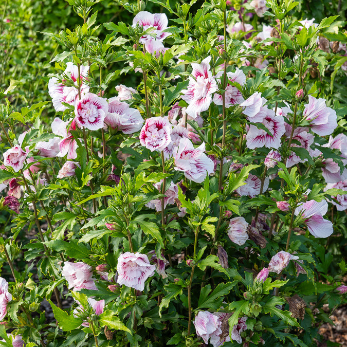 Hibiskus Starbust Chiffon® - Hibiscus syriacus Starburst Chiffon - Bakker