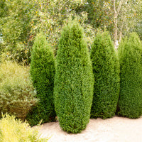 Juniperus communis Sentinel - Gemeiner Wacholder Sentinel - Nadelbäume