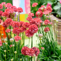 Armeria pseudarmeria Ballerina Red - Spanisches Gras Ballerina Rot - Spanisches Gras