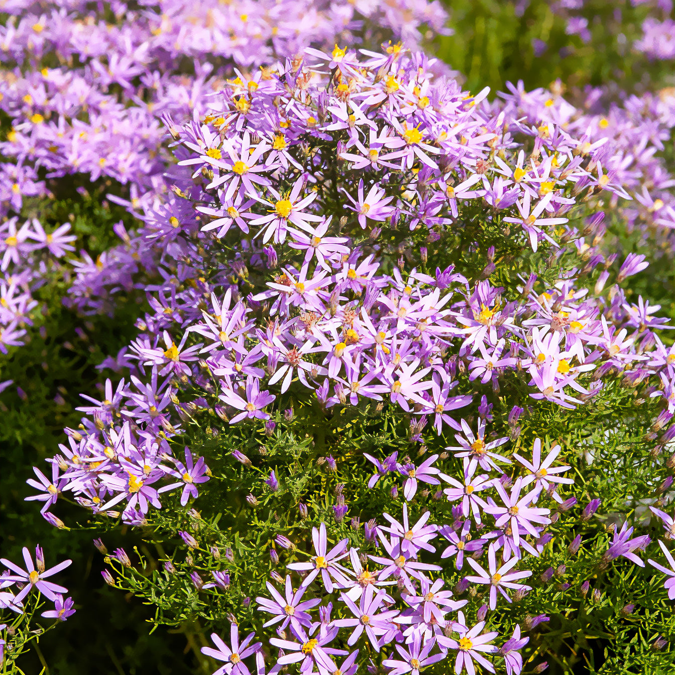 Niedrige Garten-Aster 'Nanus' - Bakker