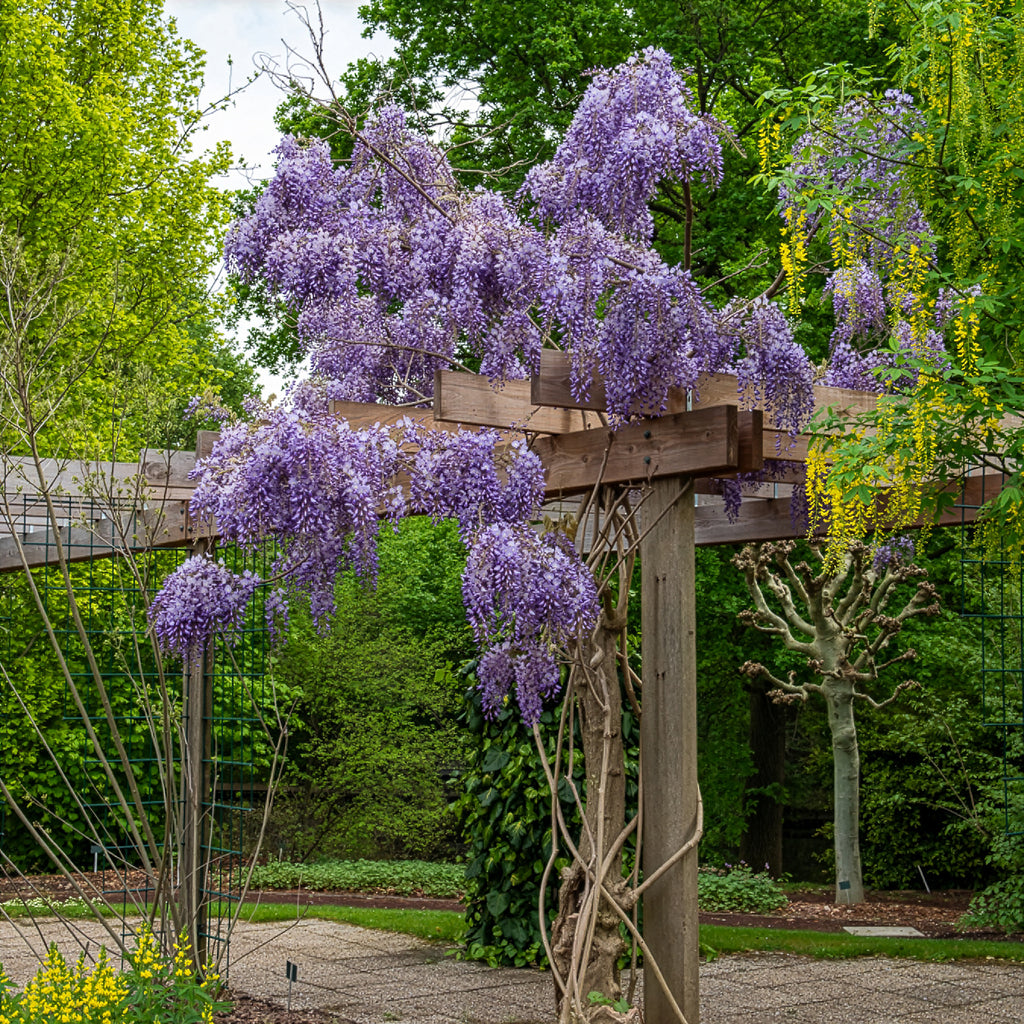 Chinesische Blauregen 'Prolific' - Wisteria sinensis Prolific