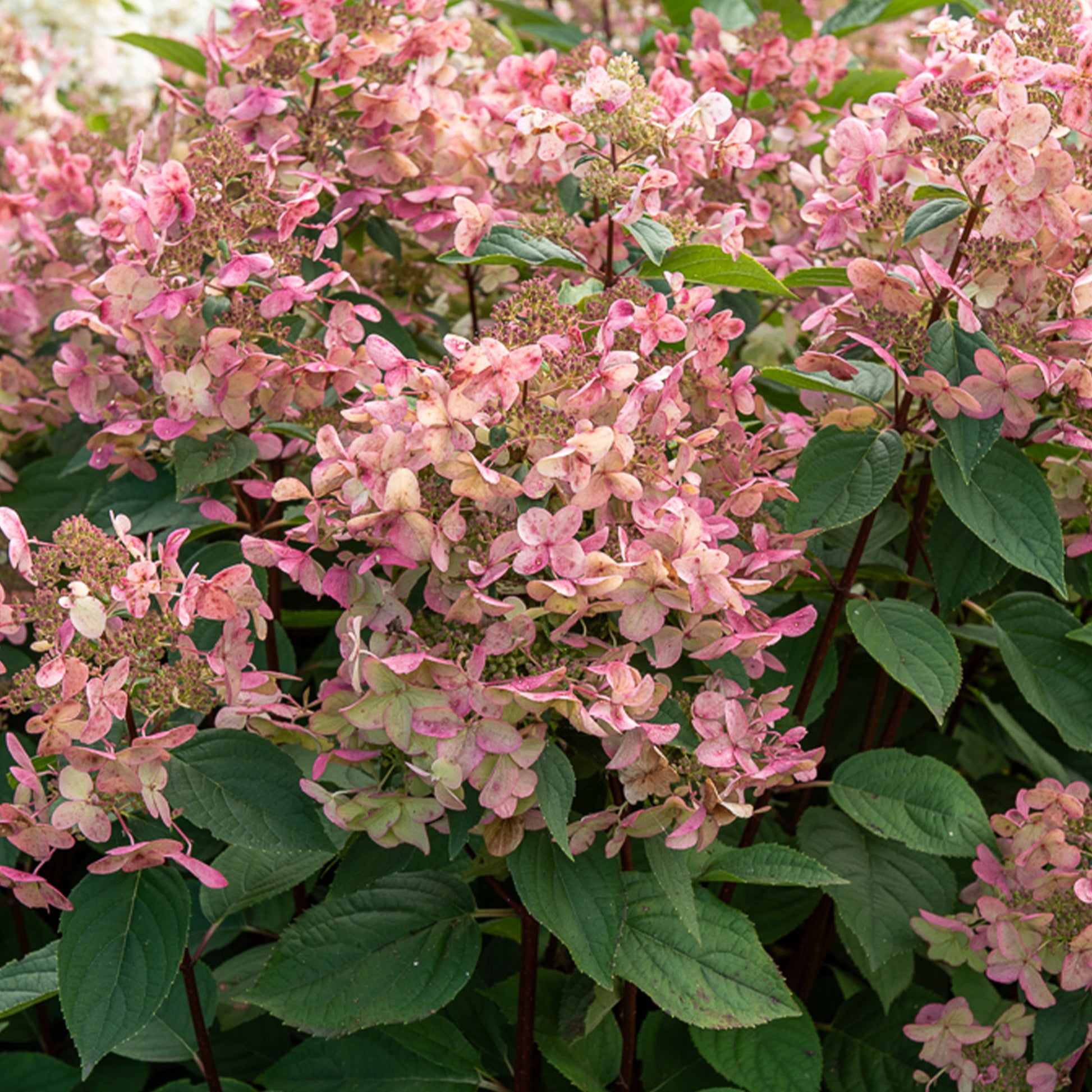 Rispenhortensie Wims Red - Bakker