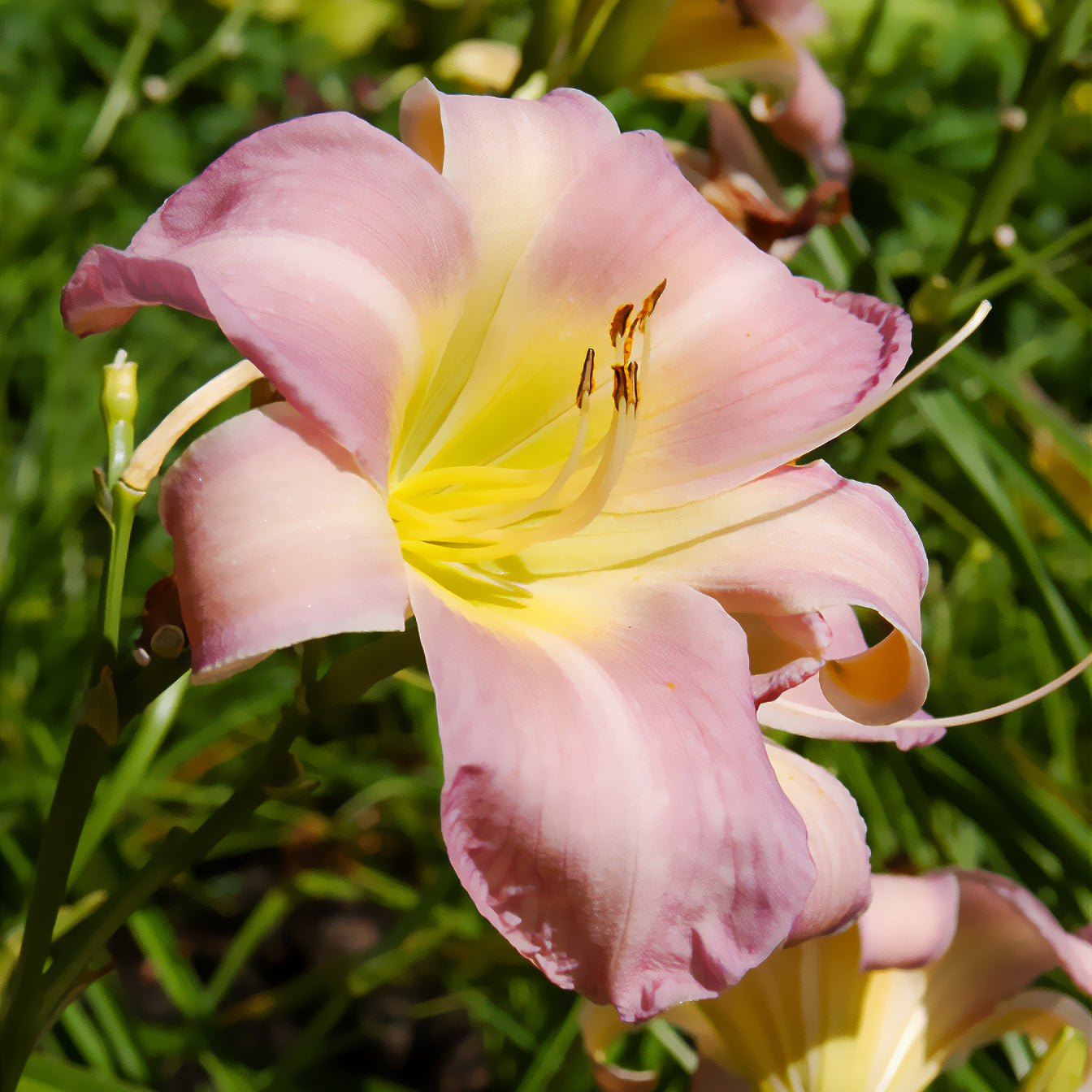 Hemerocallis Catherine woodbury -  - Hemerocallis - Taglilie