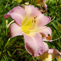Hemerocallis Catherine woodbury - Hémérocalle Catherine Woodbury - Hemerocallis - Taglilie