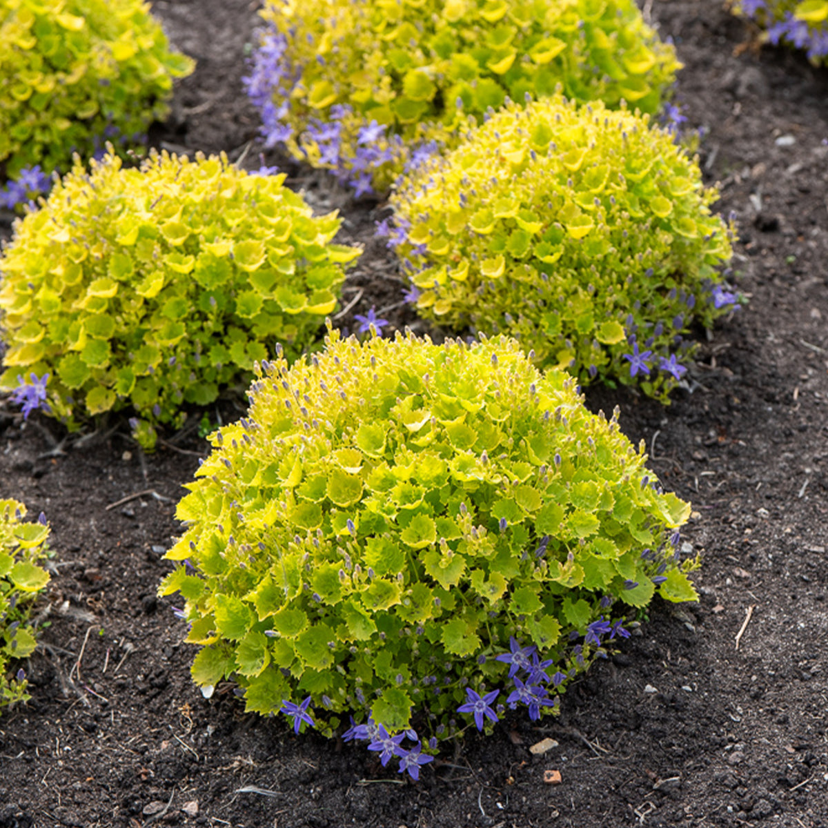 Goldene Dickson-Glockenblume - Campanula garganica dicksons gold - Bakker