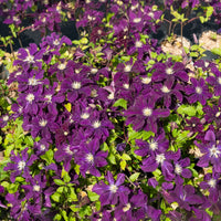 Clematis - Waldrebe 'Warszawska Nike' - Clematis Warszawska Nike