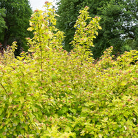 Physocarpus opulifolius Dart's Gold - Fasanenspiere 'Dart´s Gold' - Physocarpus - Blasenspiere