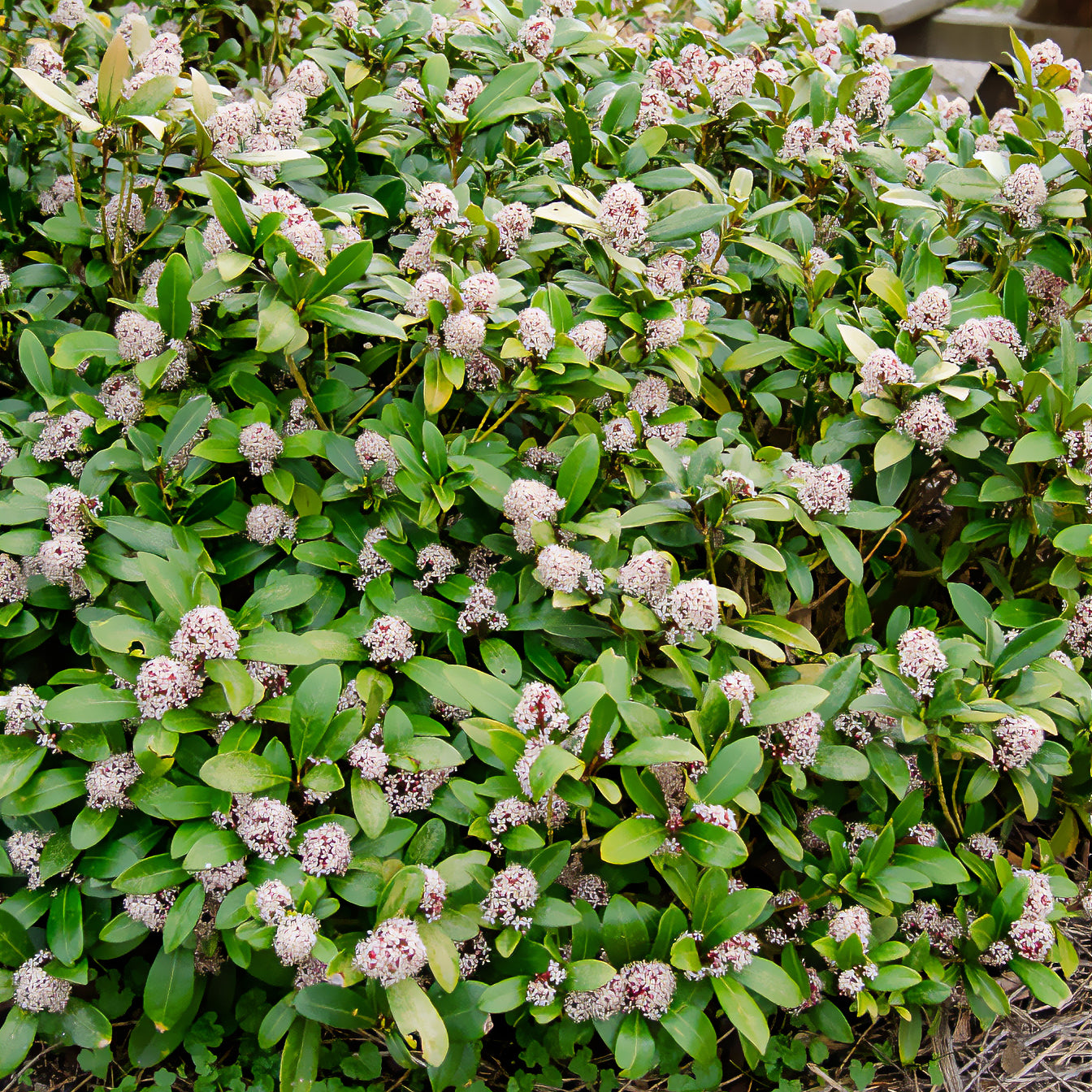 Skimmia japonica Rubella - Japanische Skimmia Rubella - Skimmie - Skimmia